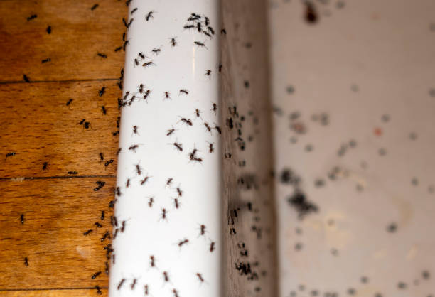 Spider Control Near Me in Loganville, GA